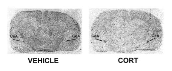 amygdala-crh-mrna-figure